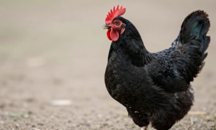 Ayam Cemani: Poznaj „Lamborghini Drobiu” – Kompletny Przewodnik