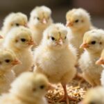 Najlepsze preparaty na start dla drobiu: kompleksowe wsparcie od pierwszych dni