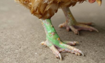 Zielony Mięsień u Kurcząt Brojlerów: Zrozumienie i Zapobieganie