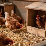 Jak nauczyć kury znosić jajka do skrzynek lęgowych, a nie na podłogę