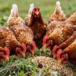 Jak wzmocnić odporność drobiu? Skuteczne metody i naturalne wsparcie