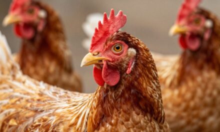 Zdrowe drogi oddechowe u drobiu: Klucz do sukcesu w hodowli