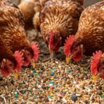 Kluczowe minerały dla drobiu: jak wybrać najlepsze dla Twojego stada?
