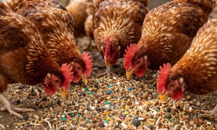 Kluczowe minerały dla drobiu: jak wybrać najlepsze dla Twojego stada?