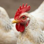 Skuteczne zwalczanie grzybicy u drobiu: Kompleksowy poradnik dla hodowców