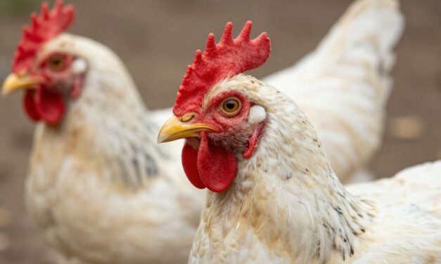 Skuteczne zwalczanie grzybicy u drobiu: Kompleksowy poradnik dla hodowców