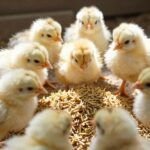 Probiotyki dla drobiu: Klucz do zdrowia i wydajności hodowli