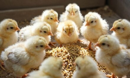 Probiotyki dla drobiu: Klucz do zdrowia i wydajności hodowli