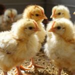 Optymalne żywienie drobiu: Jakie zakwaszacze wybrać dla zdrowia i wzrostu?