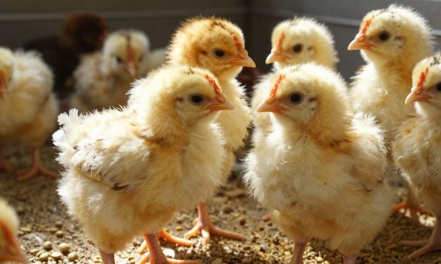 Optymalne żywienie drobiu: Jakie zakwaszacze wybrać dla zdrowia i wzrostu?