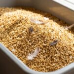 Jak Przechowywać Paszę dla Kur: Kluczowe Wskazówki dla Hodowców