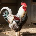 Brahma: Król Kur w Twoim Kurniku – Kompleksowy Przewodnik 2024