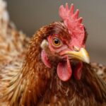 Stres u drobiu: Identyfikacja, skutki i skuteczne strategie zarządzania