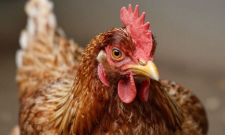 Stres u drobiu: Identyfikacja, skutki i skuteczne strategie zarządzania