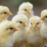 Skuteczne metody zwalczania biegunki u drobiu: kompleksowy przewodnik