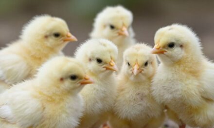 Skuteczne metody zwalczania biegunki u drobiu: kompleksowy przewodnik