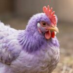 Lavender Dream Easter Egger: Nowa, Rzadka Kura Wielkanocna Podbija Serce Hodowców (Lavender Dream Easter Egger)