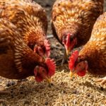 Jak skutecznie poprawić apetyt u drobiu? Kompleksowy przewodnik