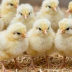 Jakie preparaty na start dla drobiu wybrać? Przewodnik dla hodowców