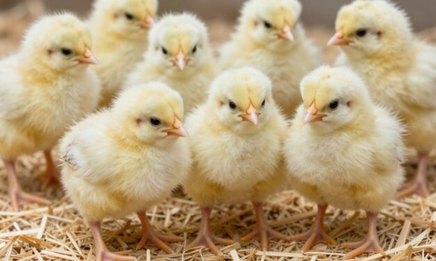 Jakie preparaty na start dla drobiu wybrać? Przewodnik dla hodowców
