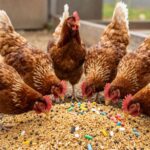 Najlepsze preparaty dla kur niosek: kompleksowe wsparcie zdrowia i nieśności