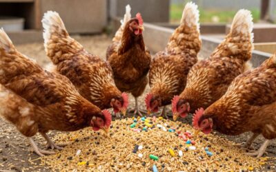 Najlepsze preparaty dla kur niosek: kompleksowe wsparcie zdrowia i nieśności
