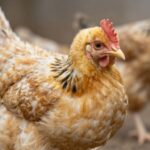 Kokcydioza u drobiu: Kompleksowy przewodnik po objawach, leczeniu i zapobieganiu