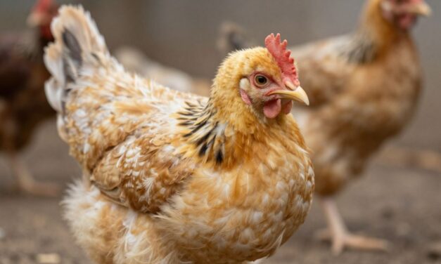 Kokcydioza u drobiu: Kompleksowy przewodnik po objawach, leczeniu i zapobieganiu