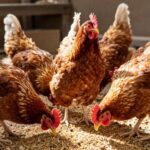 Poprawa nieśności u niosek: Skuteczne metody i sprawne rozwiązania