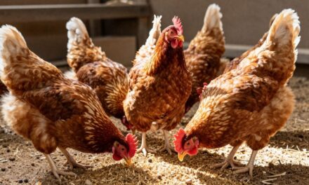 Poprawa nieśności u niosek: Skuteczne metody i sprawne rozwiązania