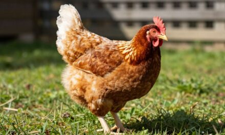 Odkrywamy Tajniki Kur: 12 Najczęściej Zadawanych Pytań