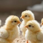 Probiotyki dla drobiu: Klucz do zdrowszego i wydajniejszego chowu