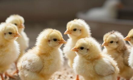 Probiotyki dla drobiu: Klucz do zdrowszego i wydajniejszego chowu