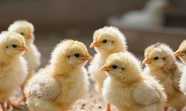 Probiotyki dla drobiu: Klucz do zdrowszego i wydajniejszego chowu