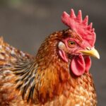 Klucz do sukcesu: Zapewnij zdrową skórę i pióra u drobiu dzięki odpowiedniej diecie i pielęgnacji