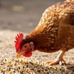 Skuteczne metody na poprawę apetytu u drobiu – praktyczny poradnik