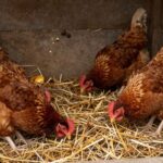 Skuteczna deratyzacja kurnika: jak chronić stado przed szkodnikami?