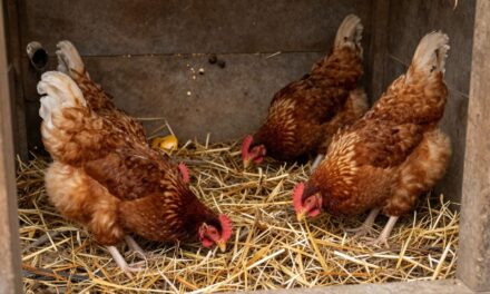 Skuteczna deratyzacja kurnika: jak chronić stado przed szkodnikami?