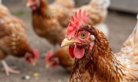 Ptasia Grypa u Drobiu: Jak Rozpoznać Objawy i Chronić Swoje Stado?