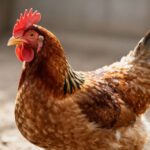 Stres termiczny u drobiu: Kompleksowy przewodnik po zapobieganiu i zwalczaniu