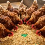 Najlepsze preparaty dla kur niosek: Ranking i Porady Ekspertów