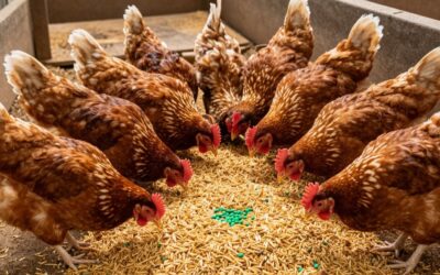 Najlepsze preparaty dla kur niosek: Ranking i Porady Ekspertów