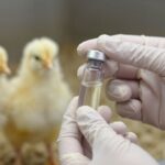 Szczepionka na HPAI z Warunkową Zgodą: Co To Oznacza dla Wylęgarni i Stajni Podwórkowych