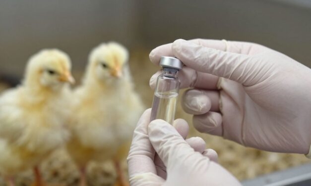 Szczepionka na HPAI z Warunkową Zgodą: Co To Oznacza dla Wylęgarni i Stajni Podwórkowych