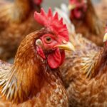 Sekrety zdrowej skóry i piór u drobiu: Kompleksowa pielęgnacja dla Twojego stada