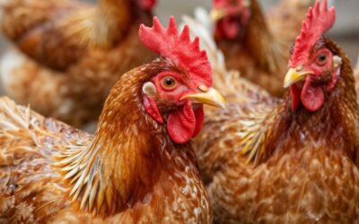 Sekrety zdrowej skóry i piór u drobiu: Kompleksowa pielęgnacja dla Twojego stada