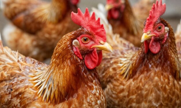 Sekrety zdrowej skóry i piór u drobiu: Kompleksowa pielęgnacja dla Twojego stada