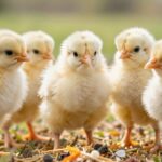 Kluczowe witaminy dla drobiu: jak zapewnić zdrowie i optymalny wzrost stadka?