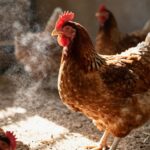 Stres termiczny u drobiu: Skuteczne metody zapobiegania i łagodzenia objawów