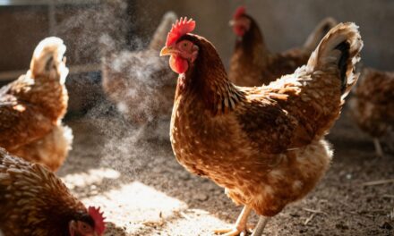 Stres termiczny u drobiu: Skuteczne metody zapobiegania i łagodzenia objawów